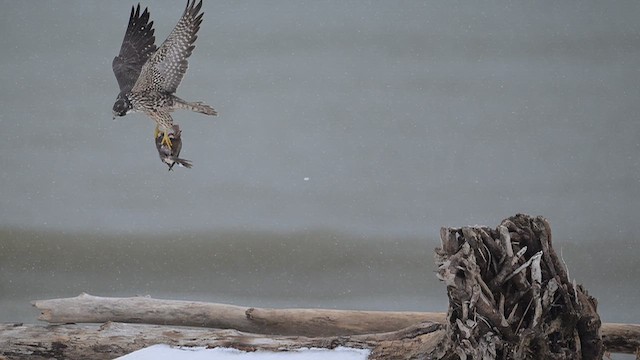 Сапсан - ML646561742