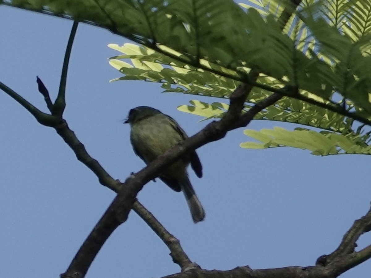 Cinnamon-faced Tyrannulet - ML646561744