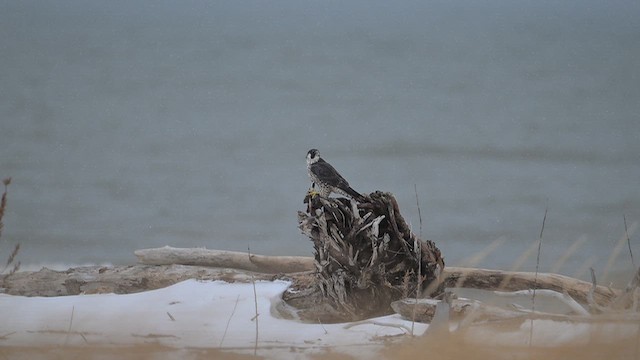 Сапсан - ML646561745