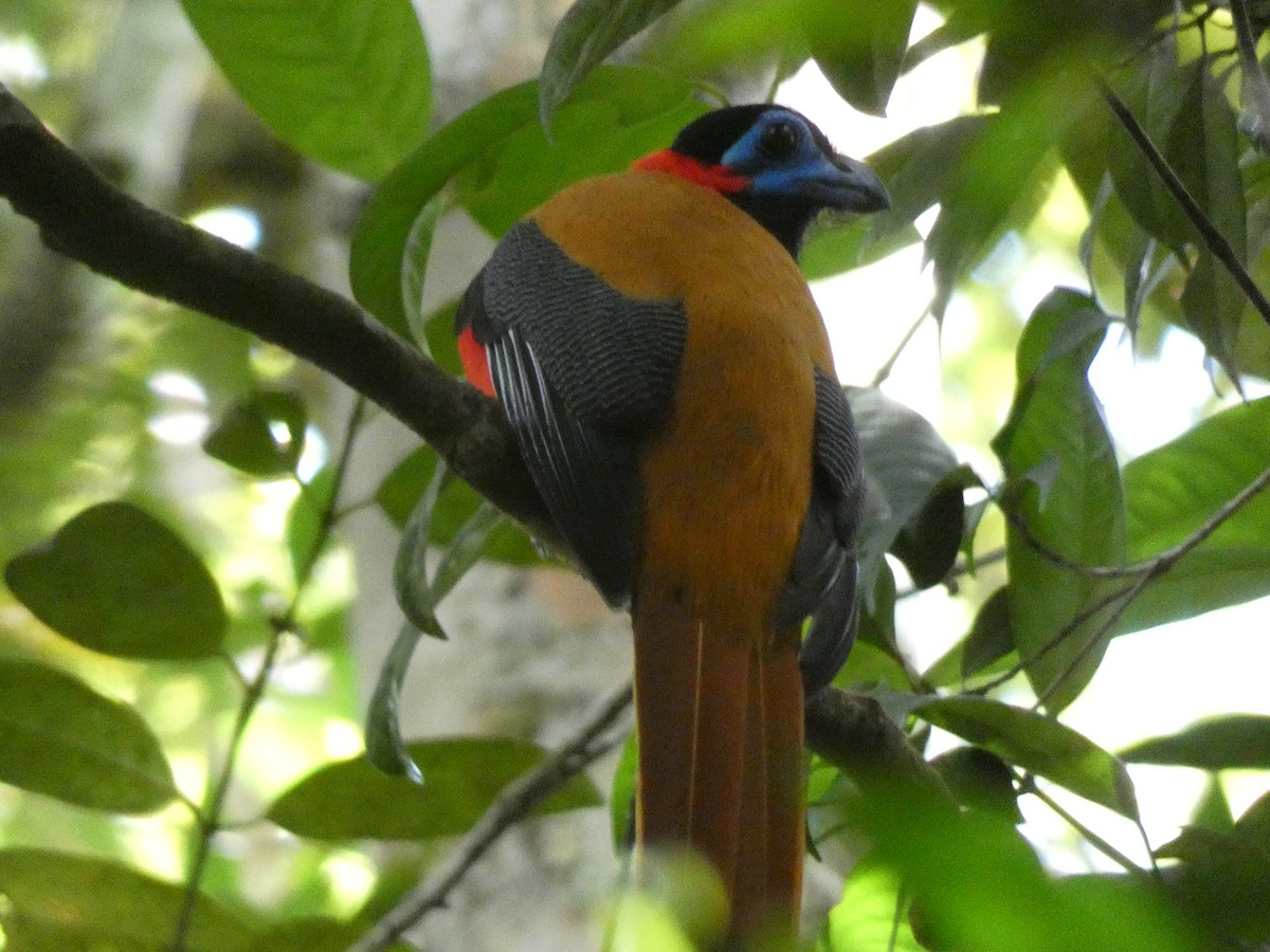 Red-naped Trogon - ML646561750
