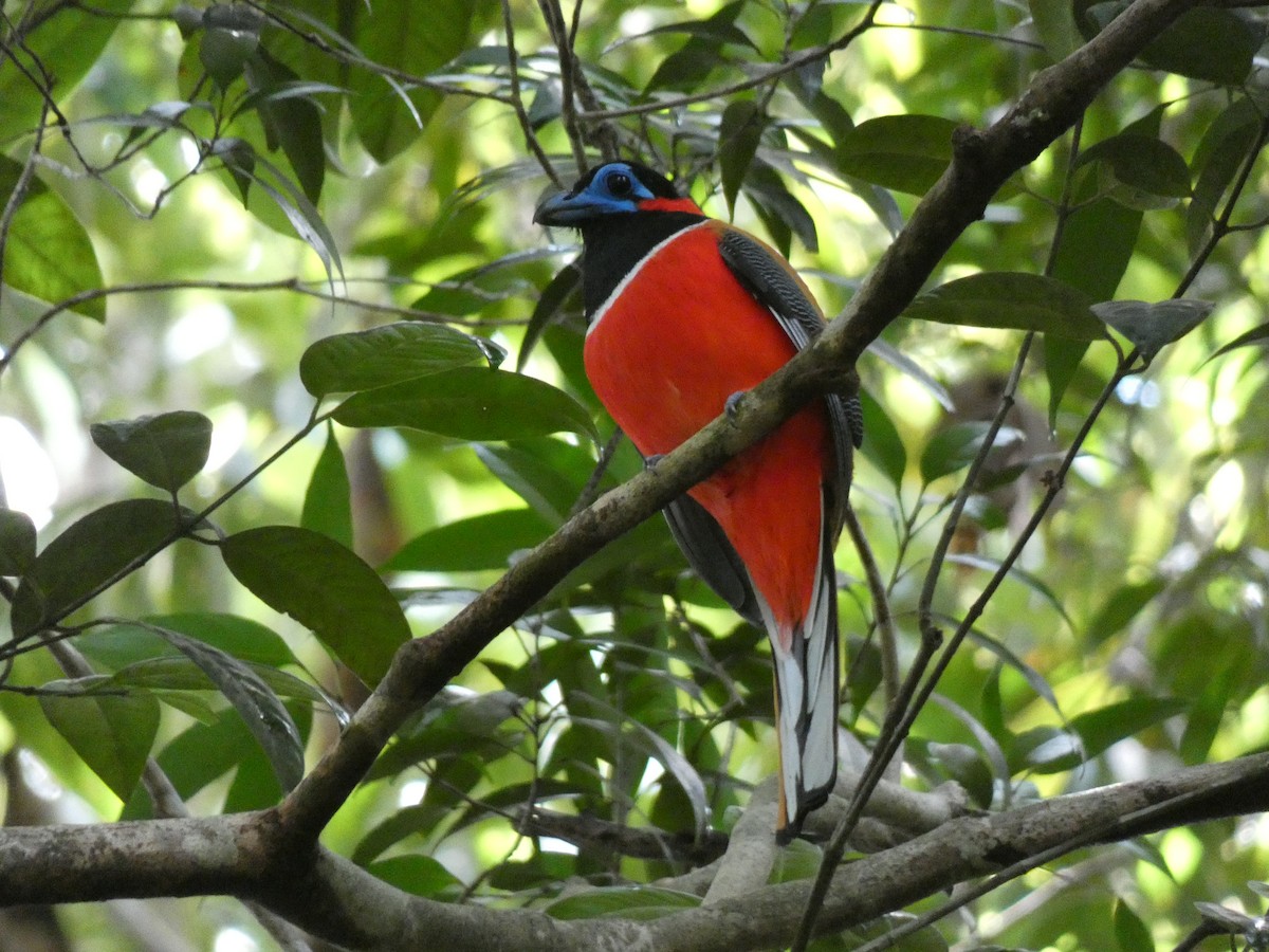 Red-naped Trogon - ML646561751