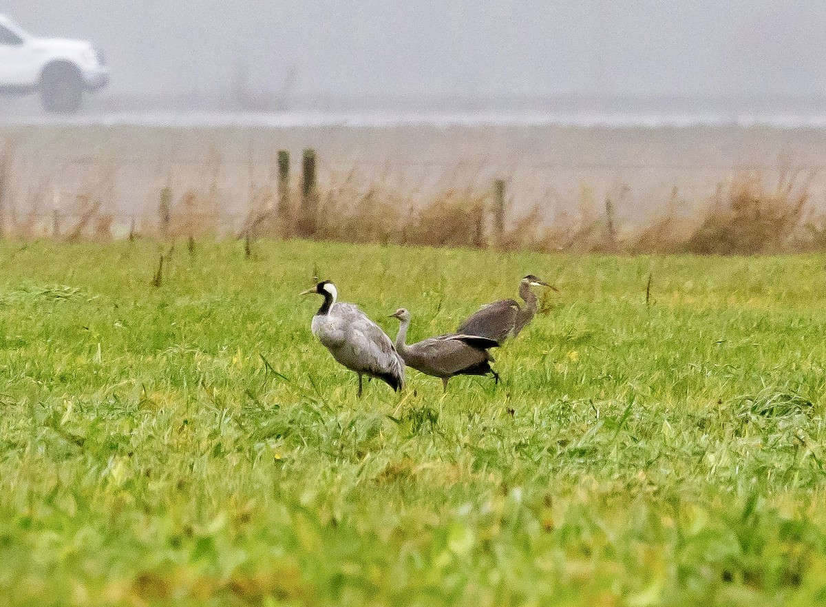 灰鶴 - ML646561753