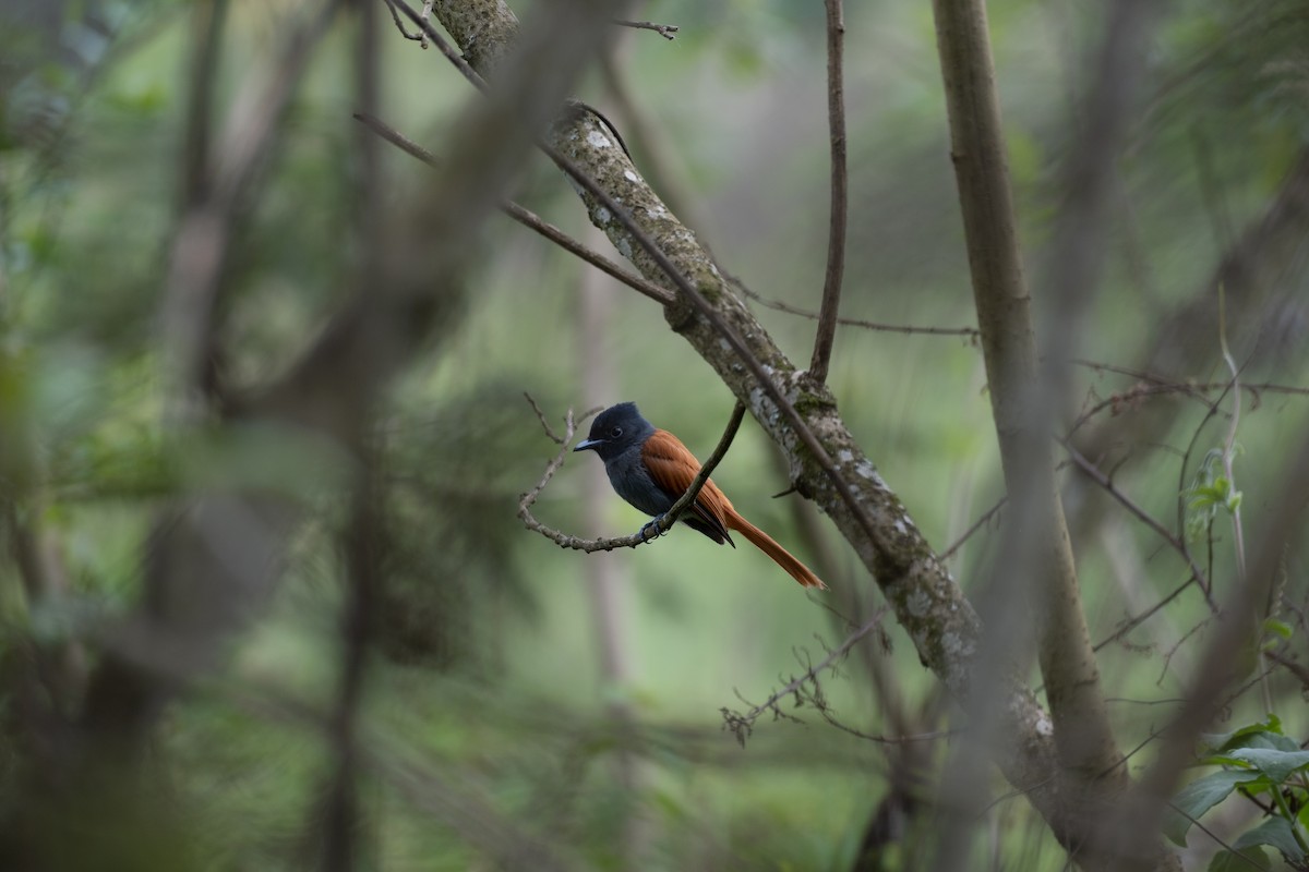 African Paradise-Flycatcher - ML646561754