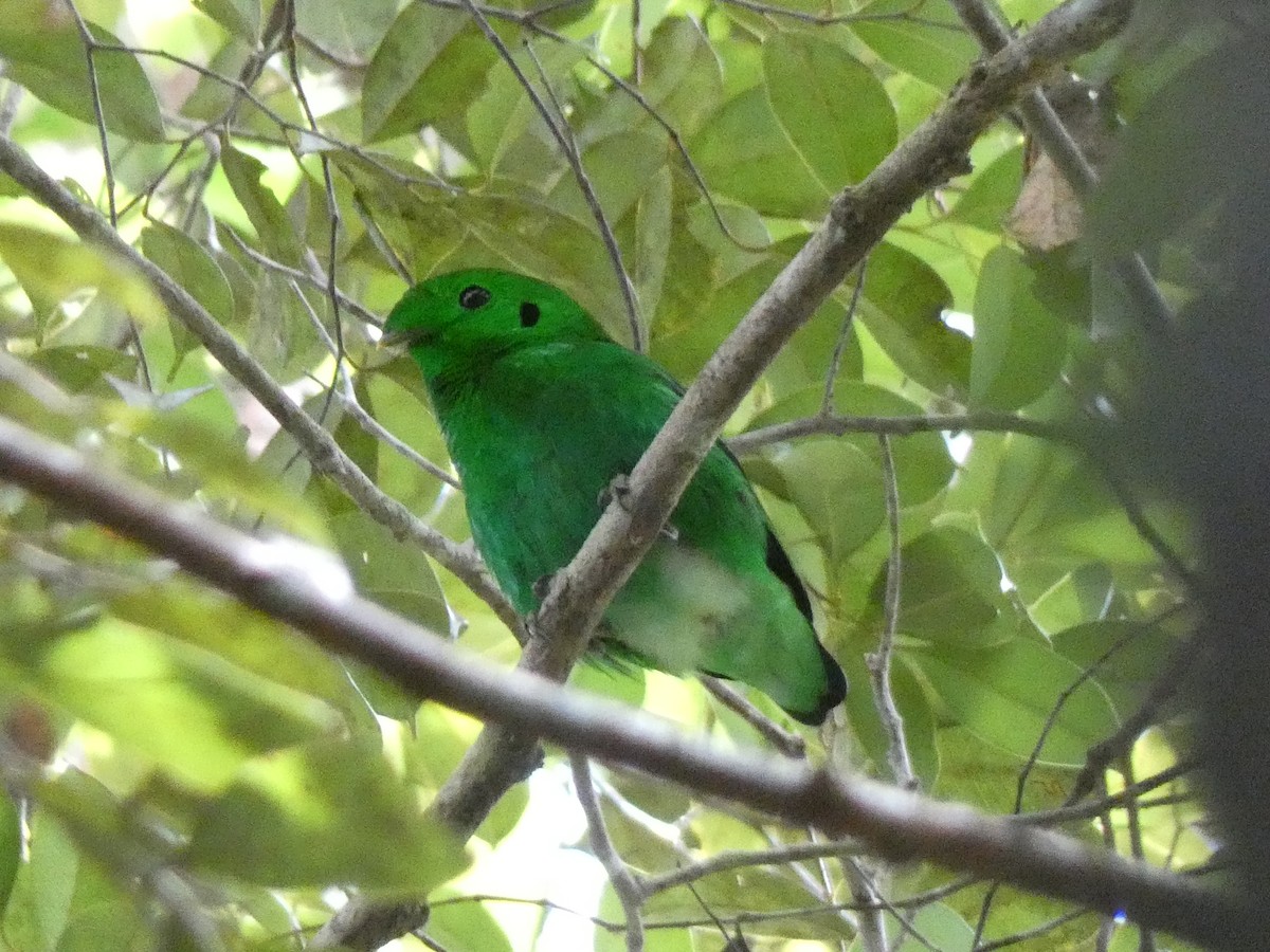 Green Broadbill - ML646561756