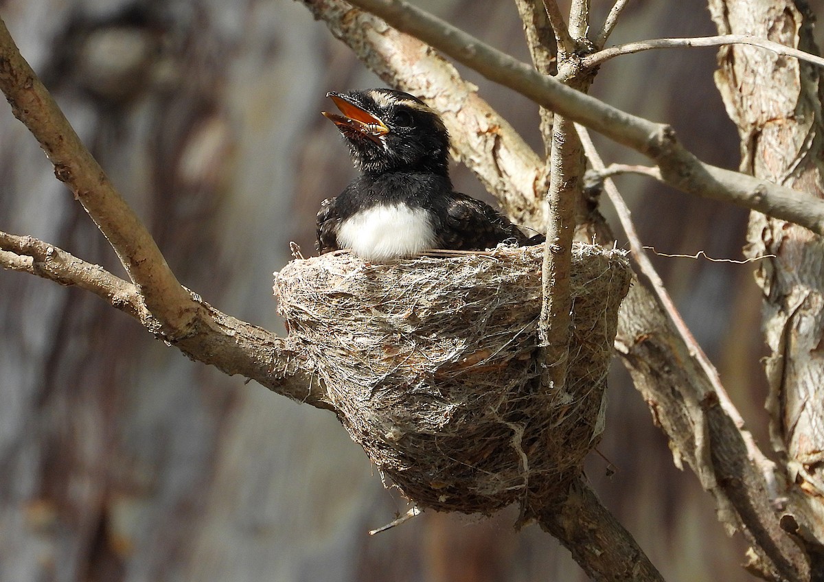 Віялохвістка чорноряба - ML646561760