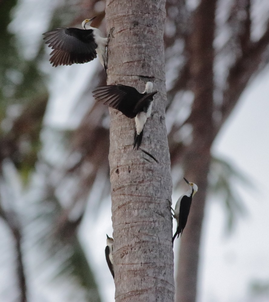 White Woodpecker - ML646561761