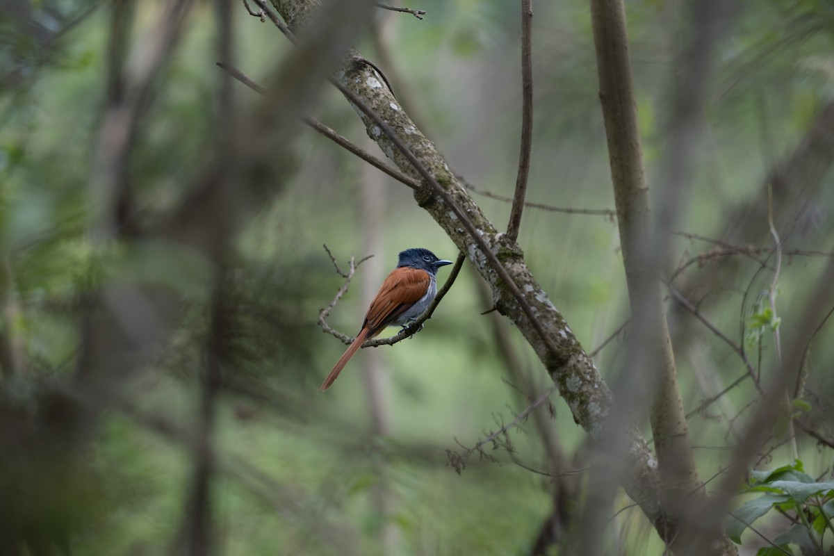 Монарх-довгохвіст африканський - ML646561764