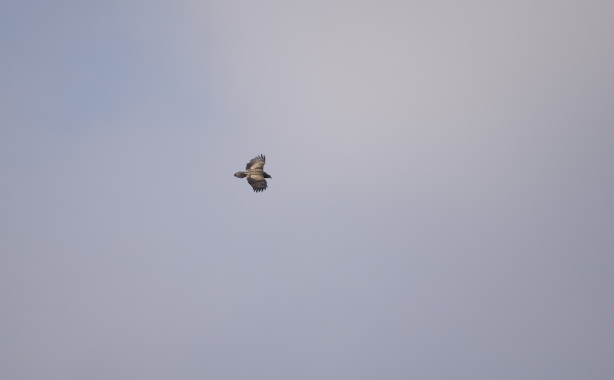 Орлан білоголовий - ML646561767