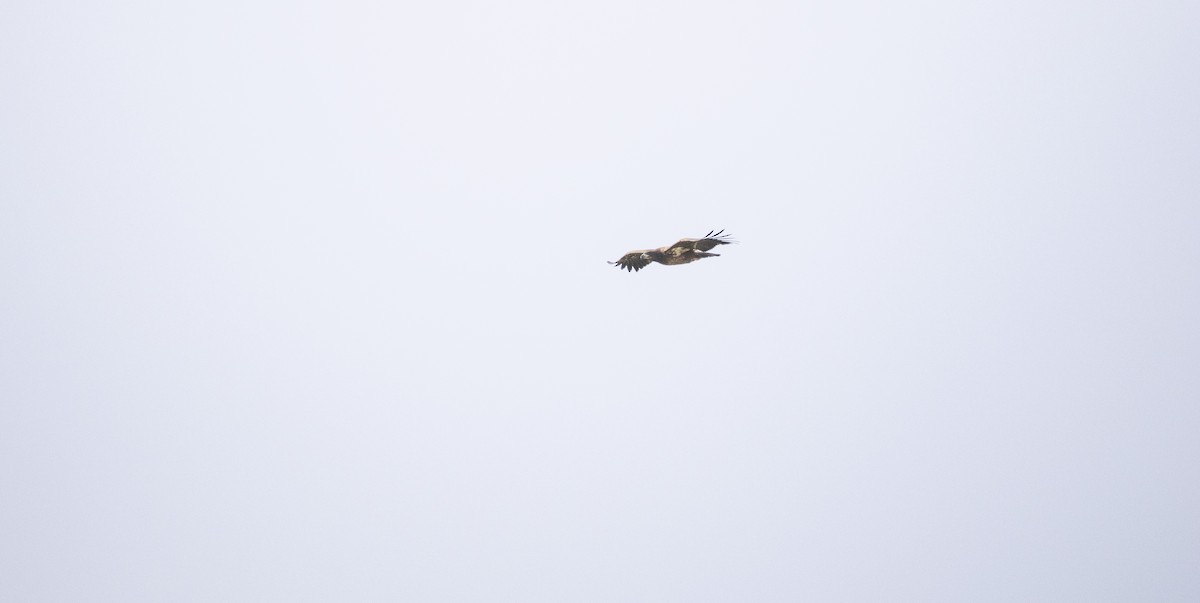 Орлан білоголовий - ML646561768