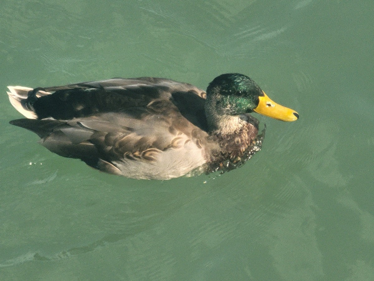 Крижень звичайний - ML646561769