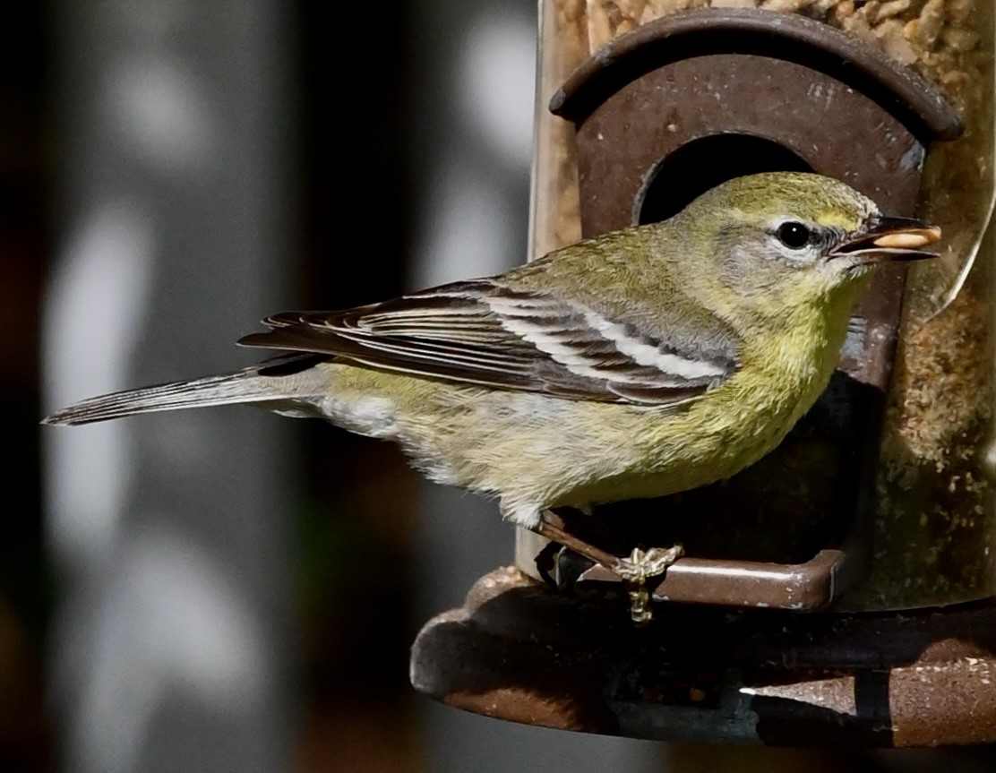 Paruline des pins - ML646561771