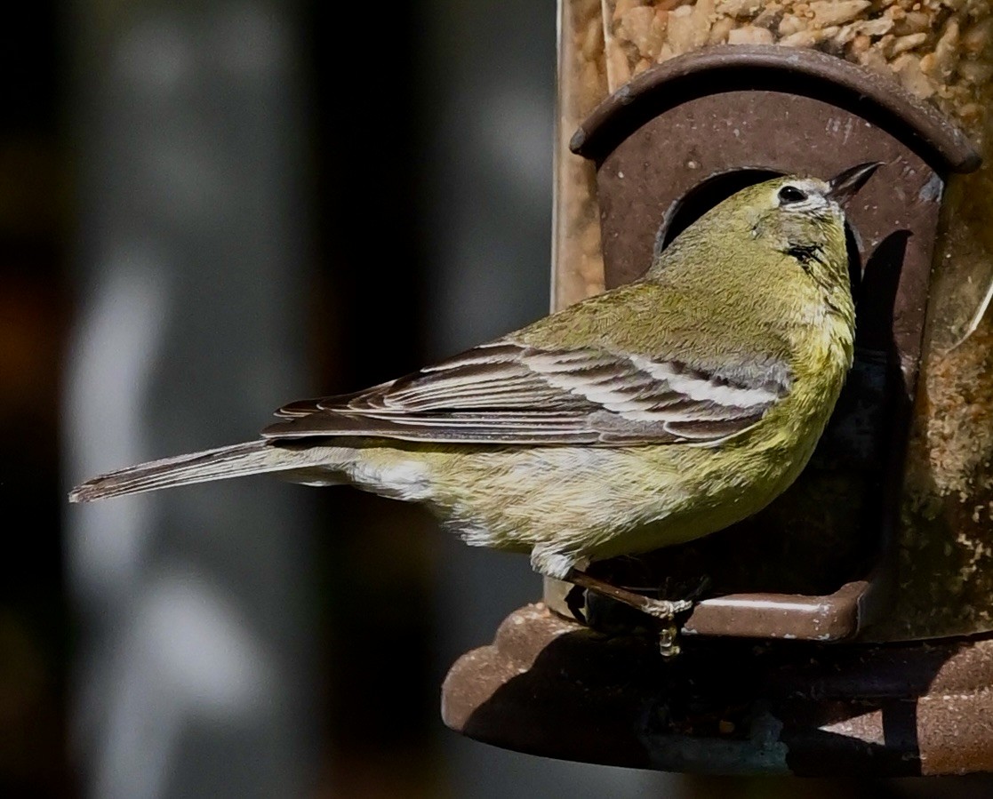 Paruline des pins - ML646561772