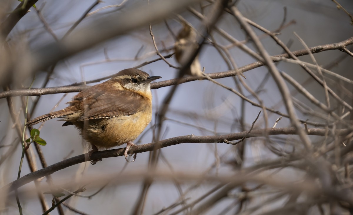 Поплітник каролінський - ML646561775