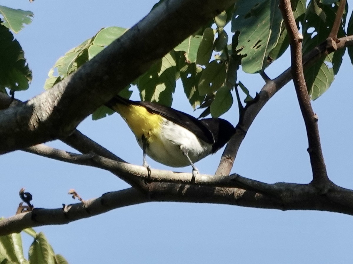 Танагрик жовтогорлий - ML646561776