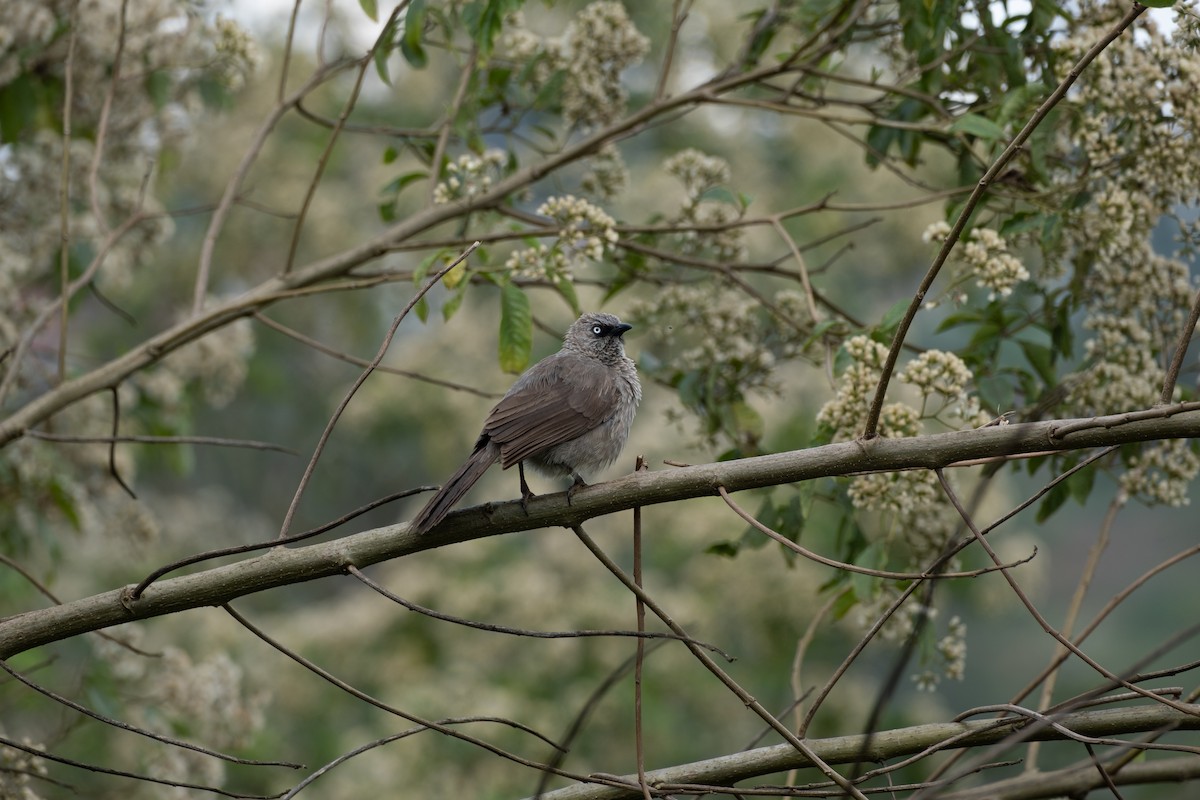 Кратеропа маскова - ML646561777