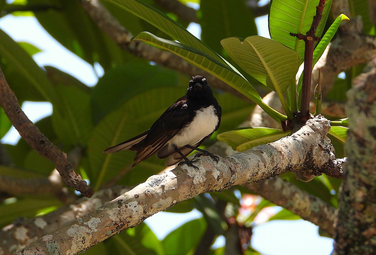 Віялохвістка чорноряба - ML646561778