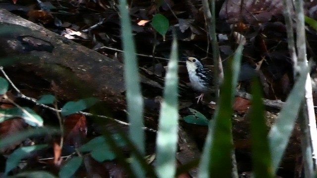 Кенопа - ML646561779