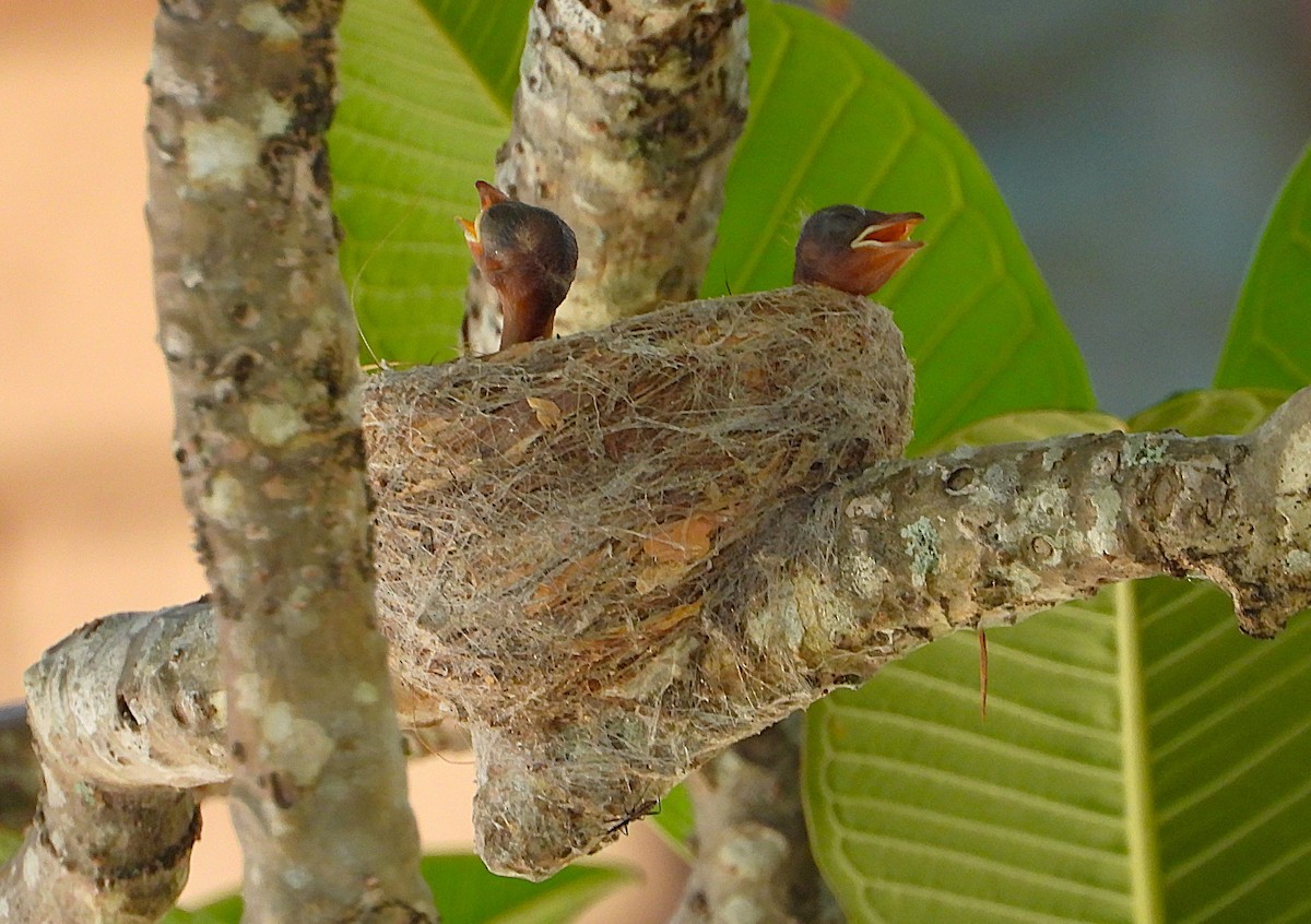 Віялохвістка чорноряба - ML646561780