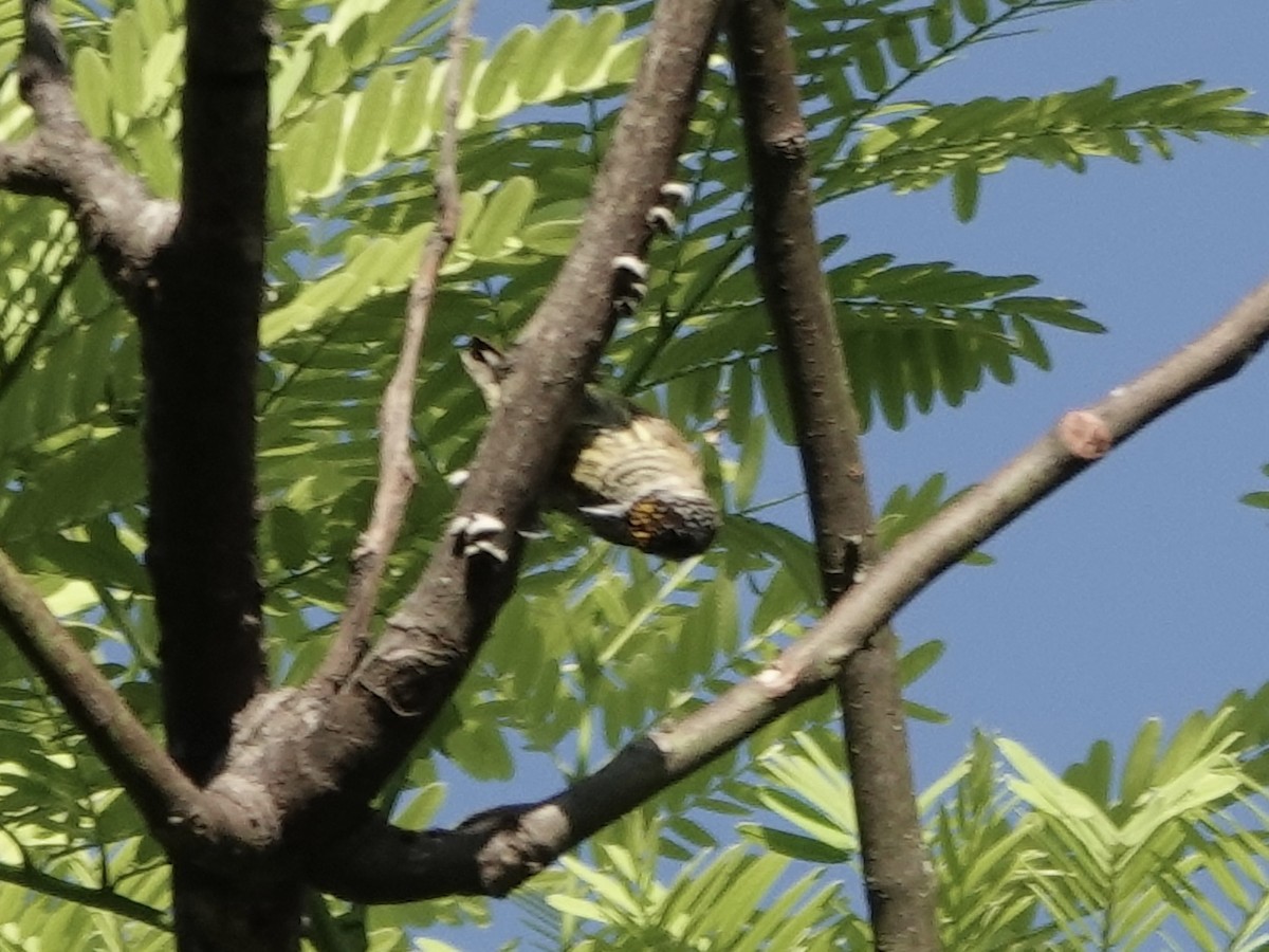 Добаш золотолобий - ML646561781