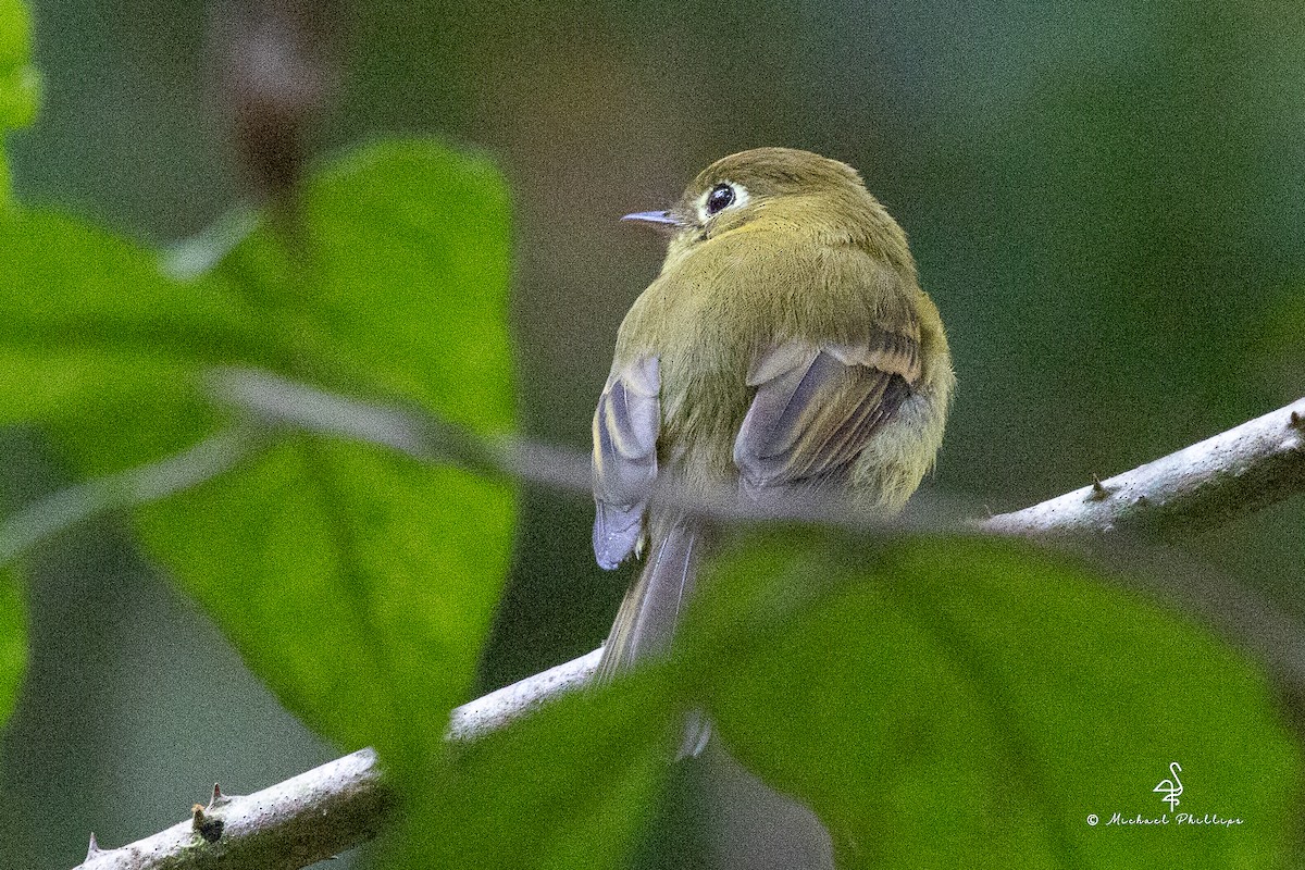 Піві-малюк золотистий - ML646561782