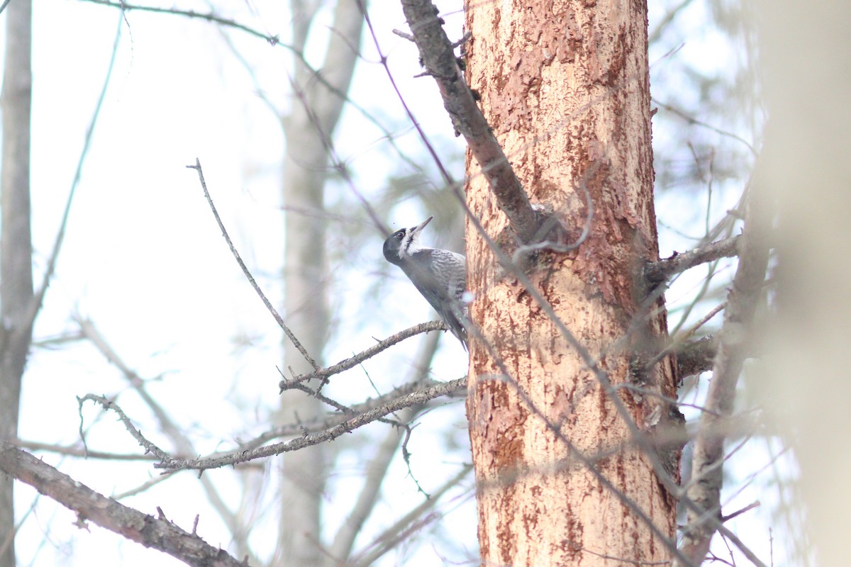 Black-backed Woodpecker - ML646561783