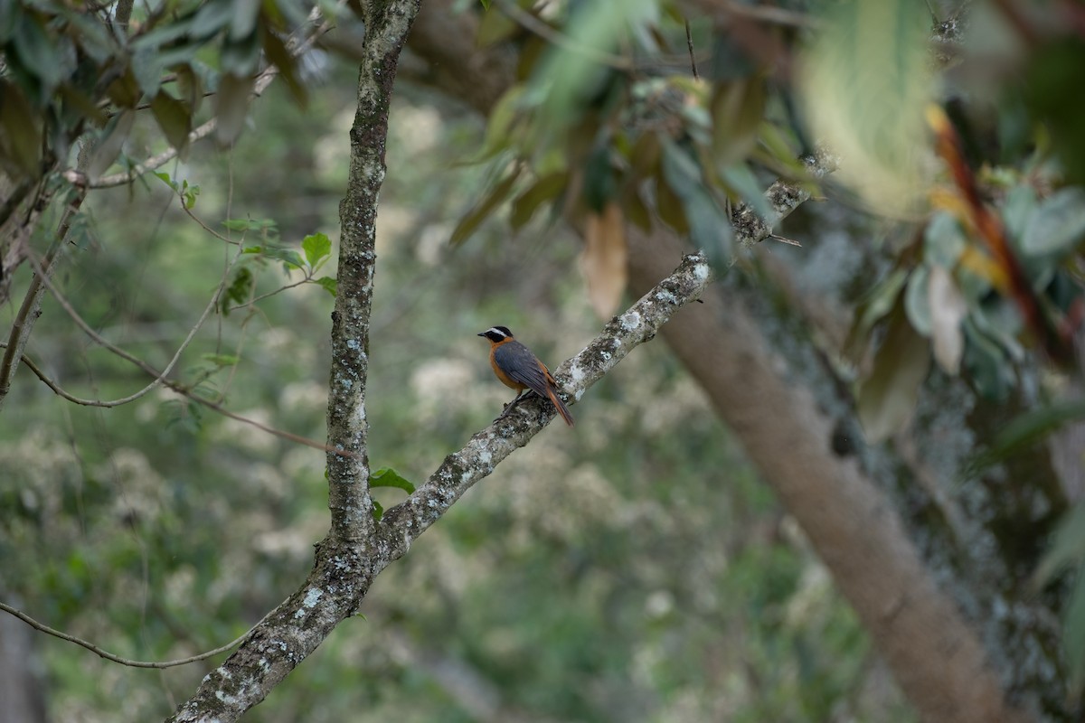 Золотокіс білобровий - ML646561784