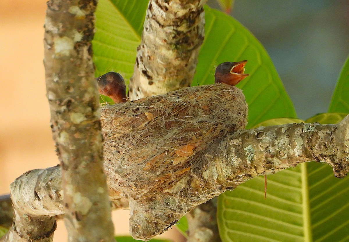 Віялохвістка чорноряба - ML646561785