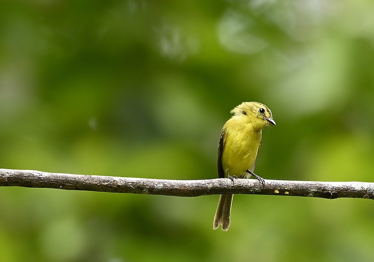 Тиранчик жовтий - ML646561786