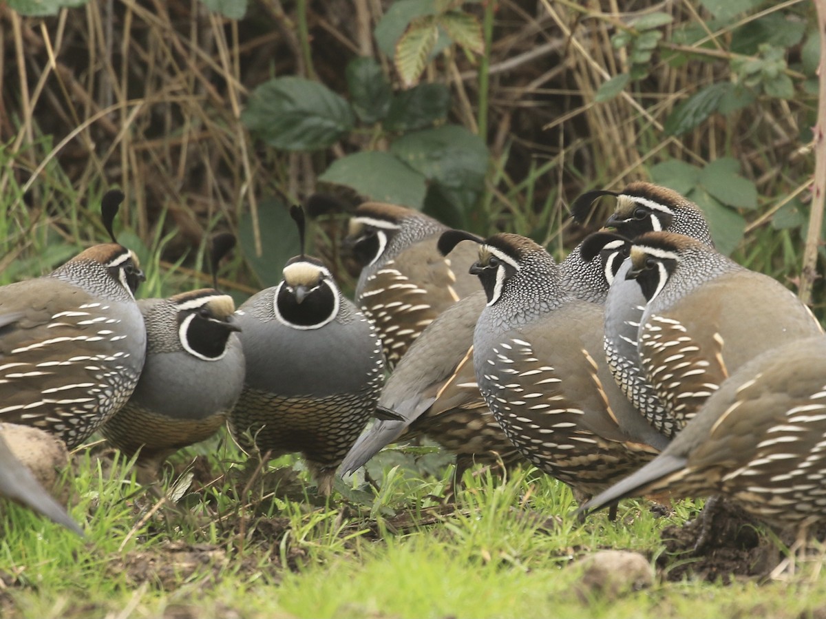 California Quail - ML646561788