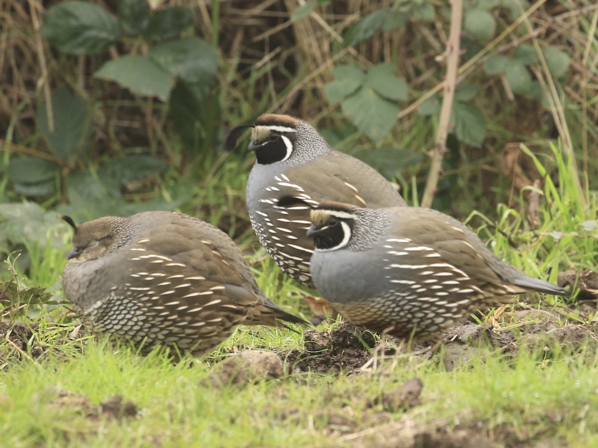 California Quail - ML646561789