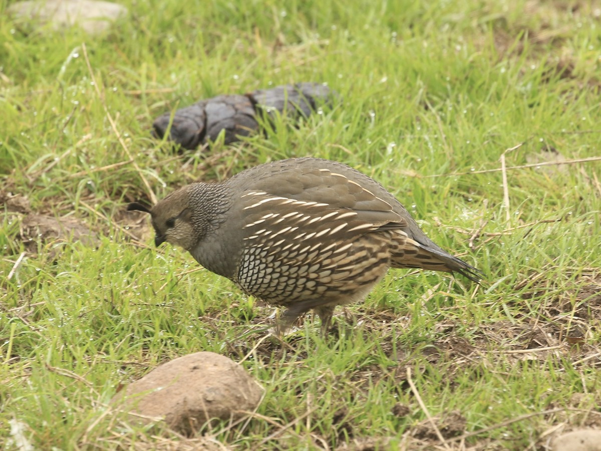 California Quail - ML646561790