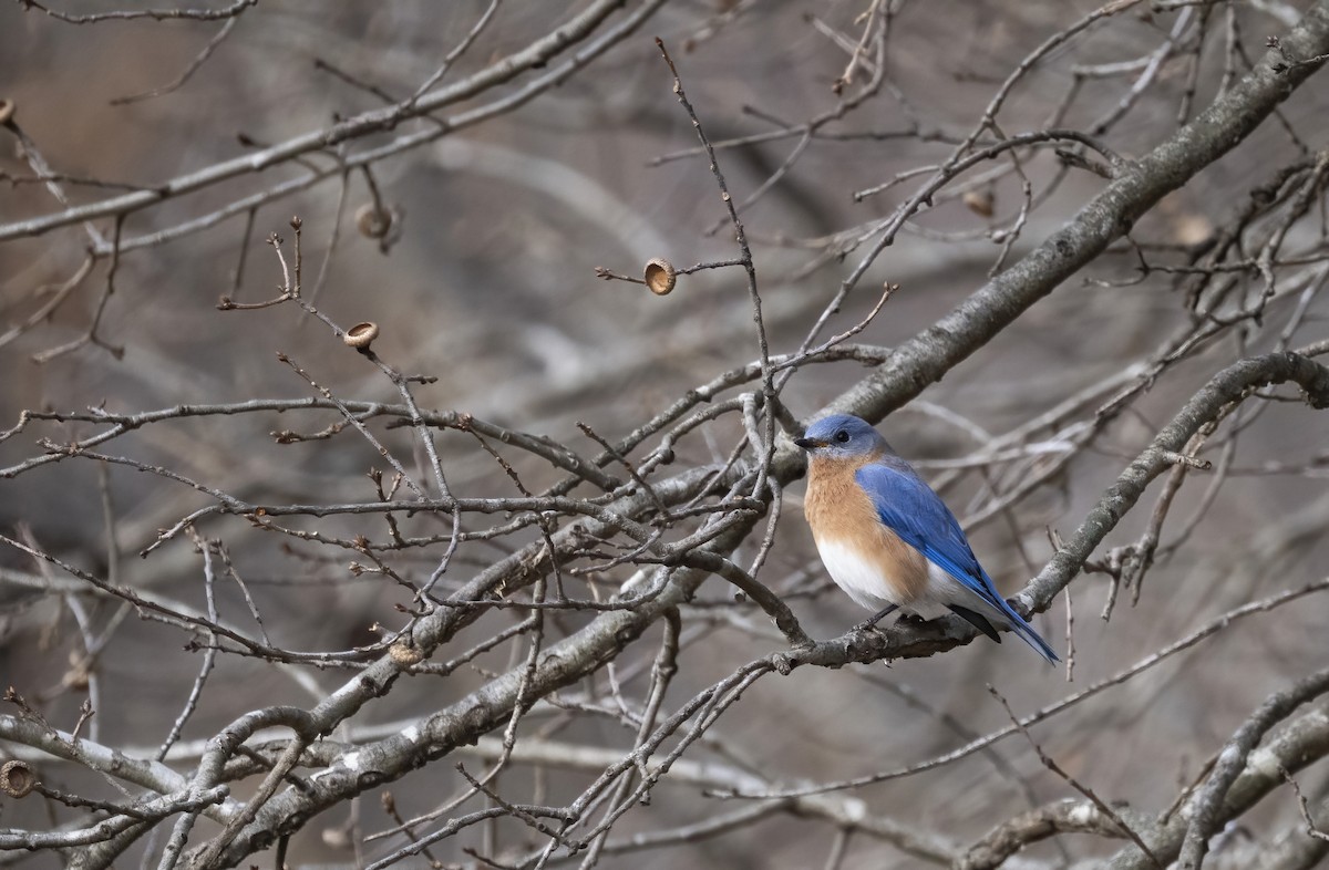 Блакитник східний - ML646561791