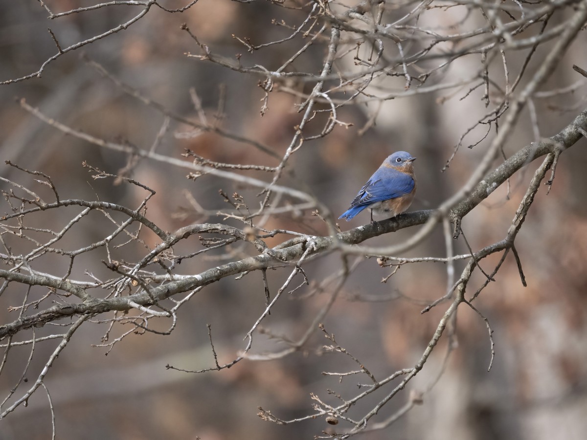Блакитник східний - ML646561792