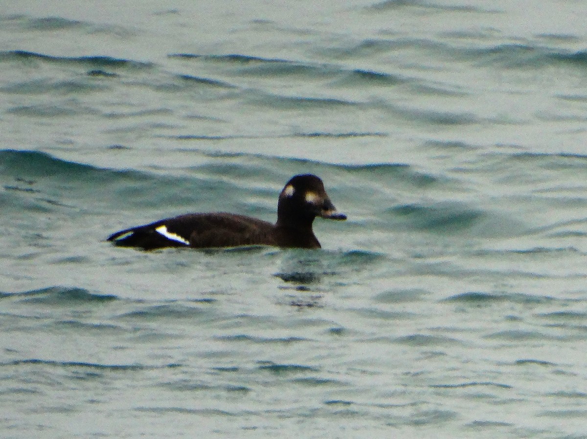 Турпан горбатодзьобий - ML646561793