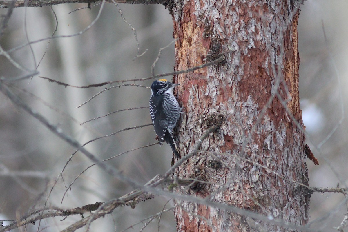 American Three-toed Woodpecker - ML646561794