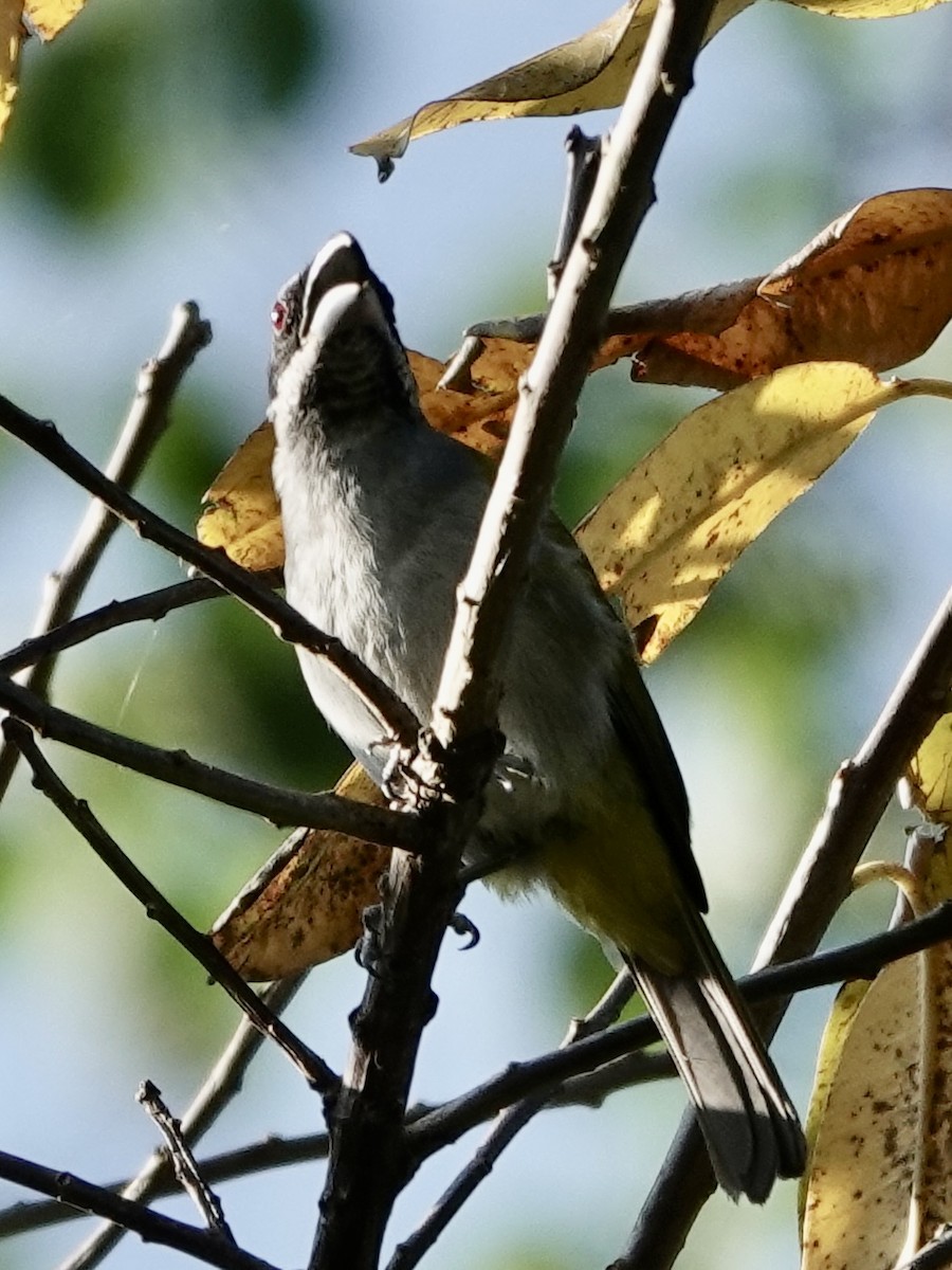 Амазонник - ML646561798