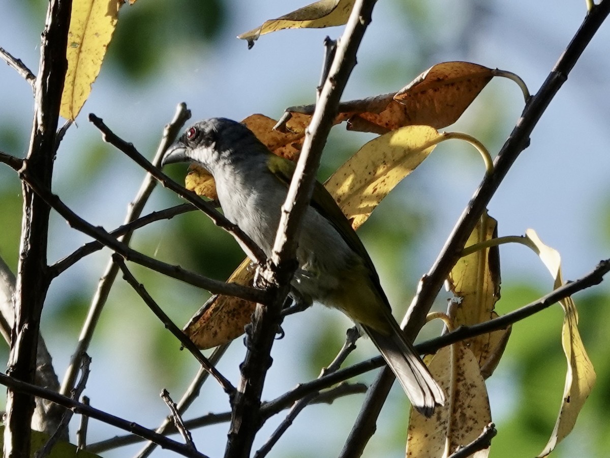 Амазонник - ML646561799