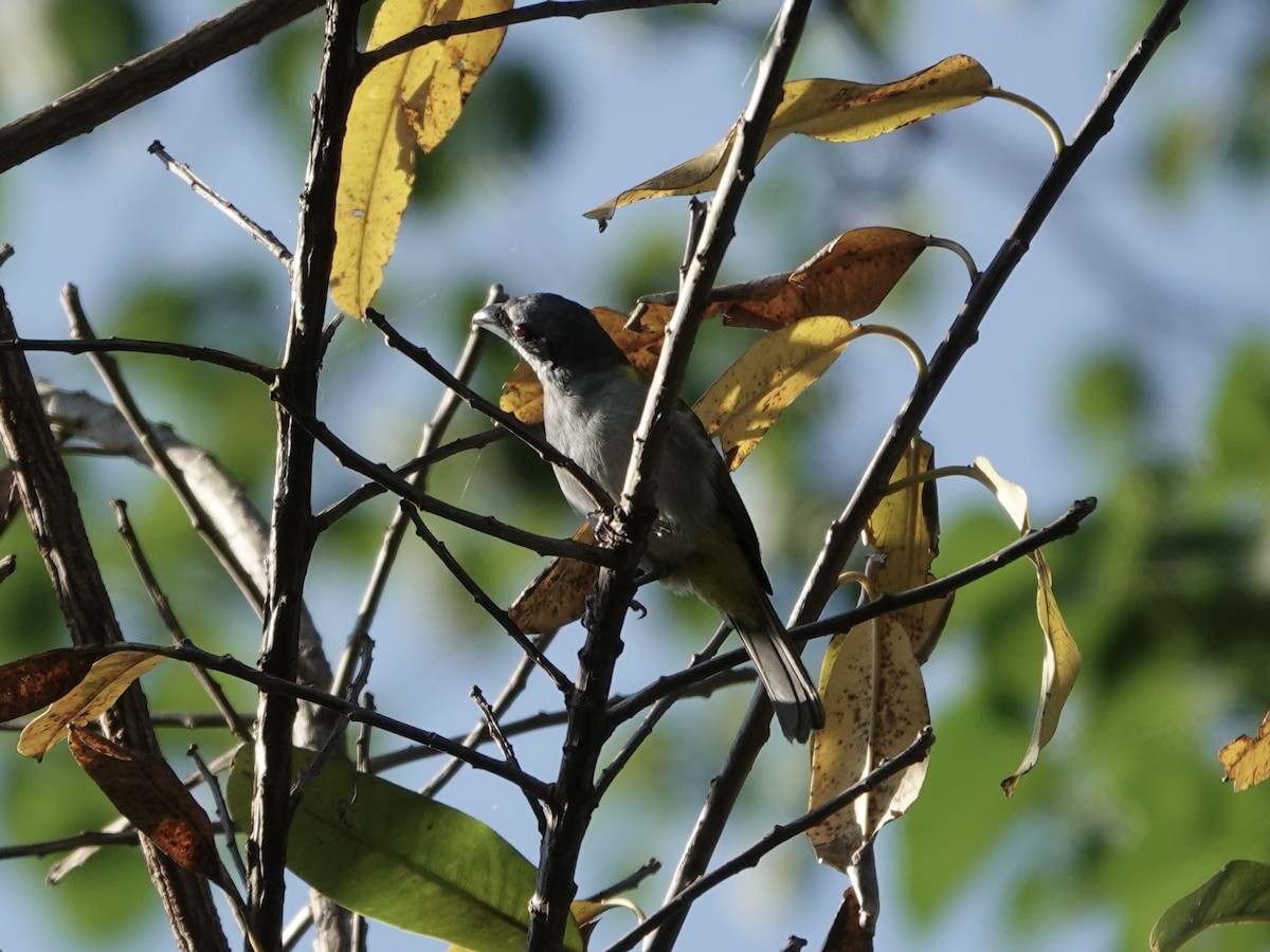 Амазонник - ML646561800