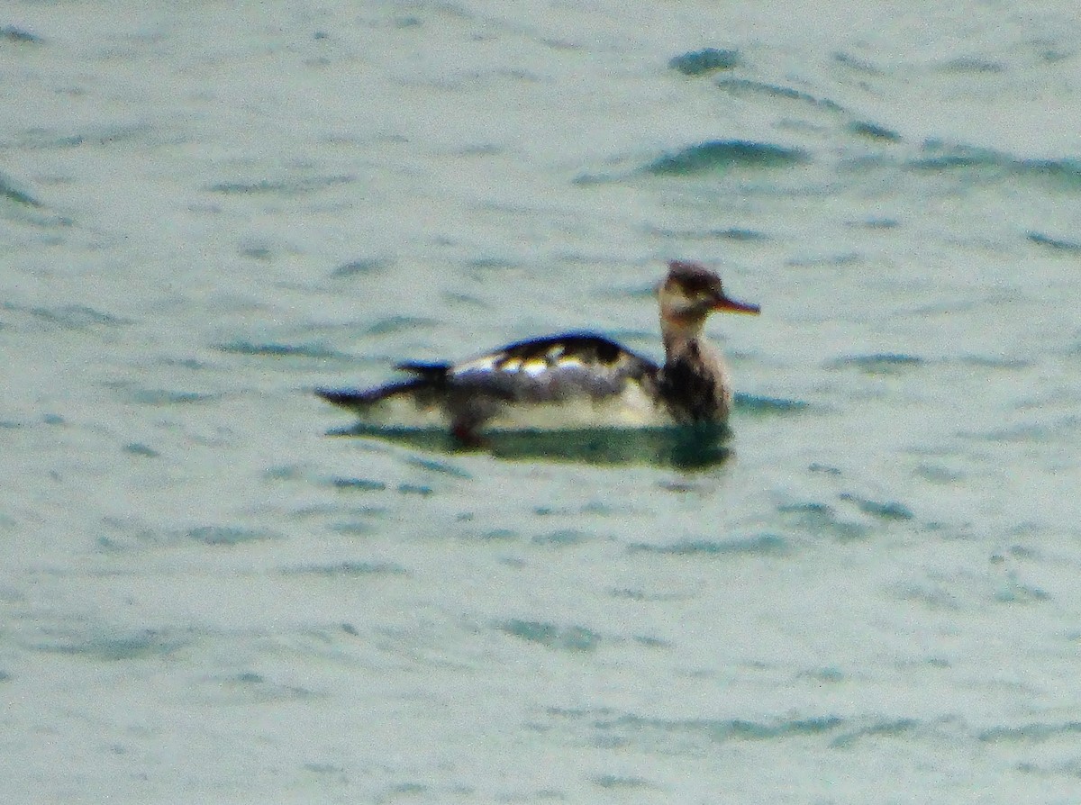 Red-breasted Merganser - ML646561802