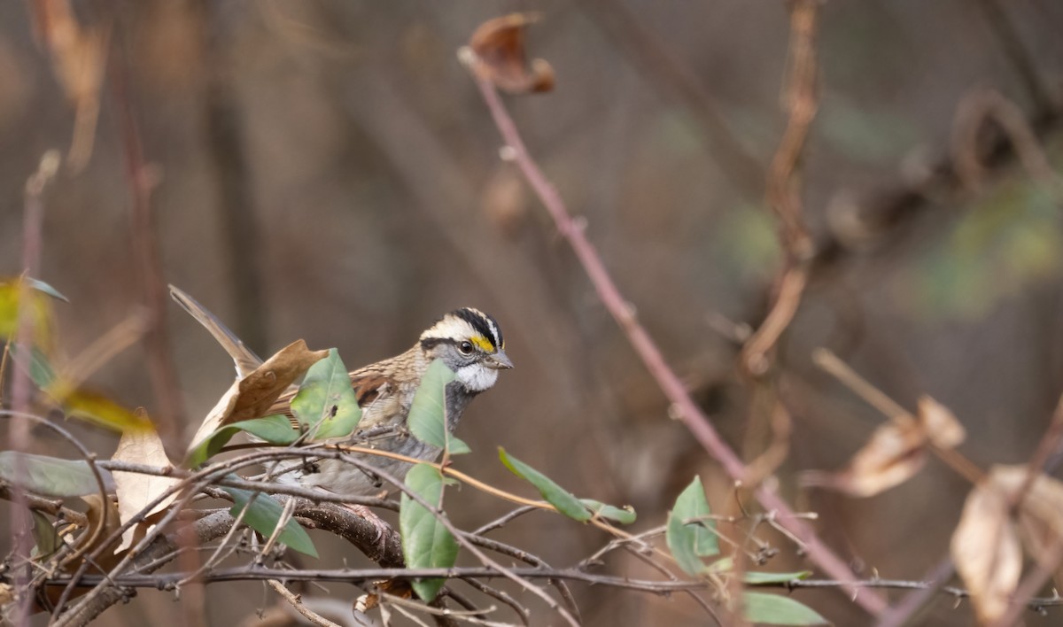 Бруант білогорлий - ML646561803