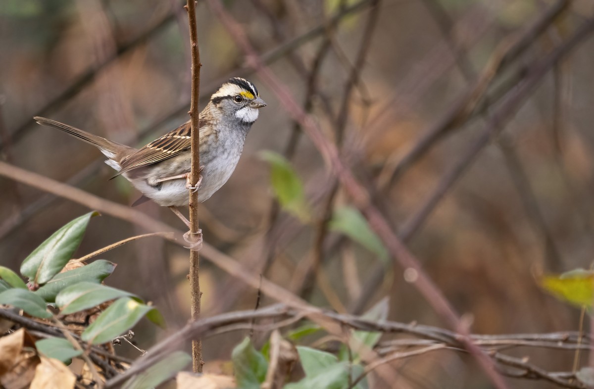 Бруант білогорлий - ML646561804