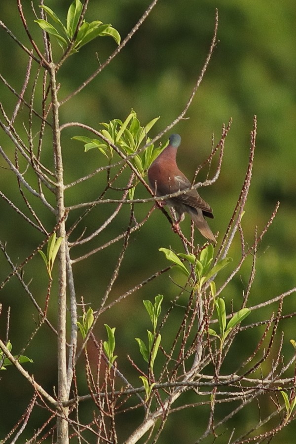 Pale-vented Pigeon - ML646561805