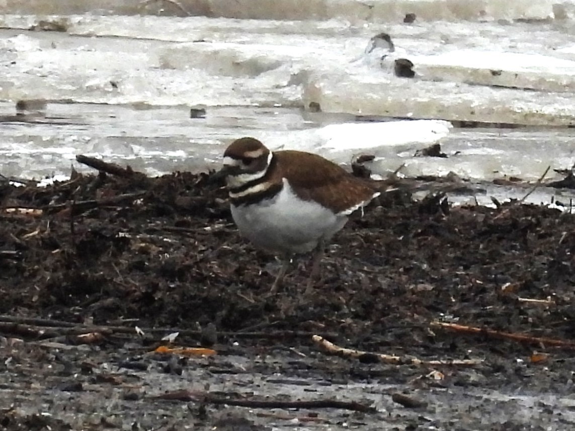Killdeer - ML646561806