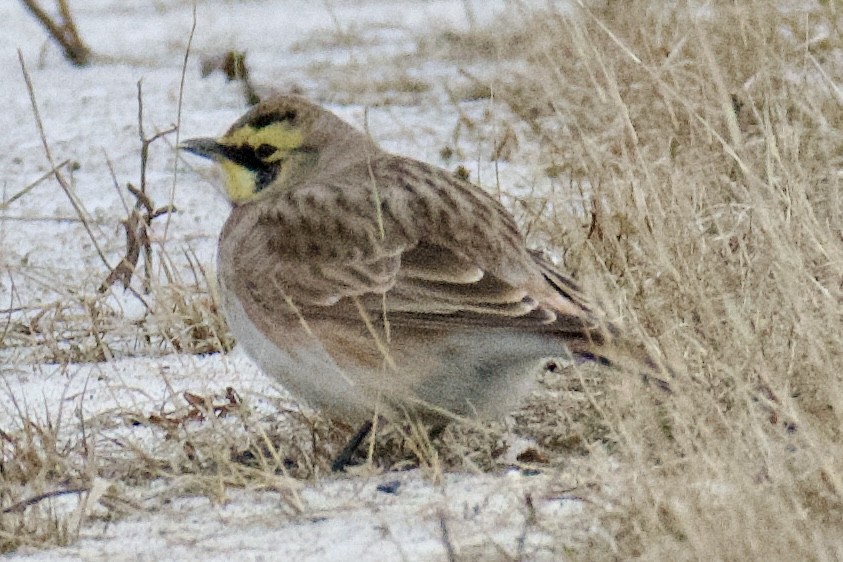 Horned Lark - ML646561807
