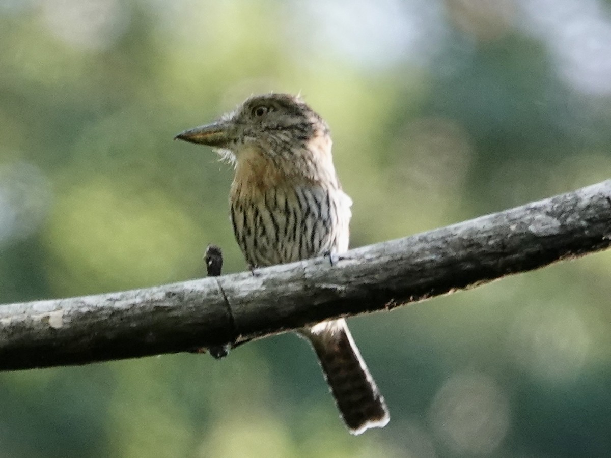 Western Striolated-Puffbird - ML646561808
