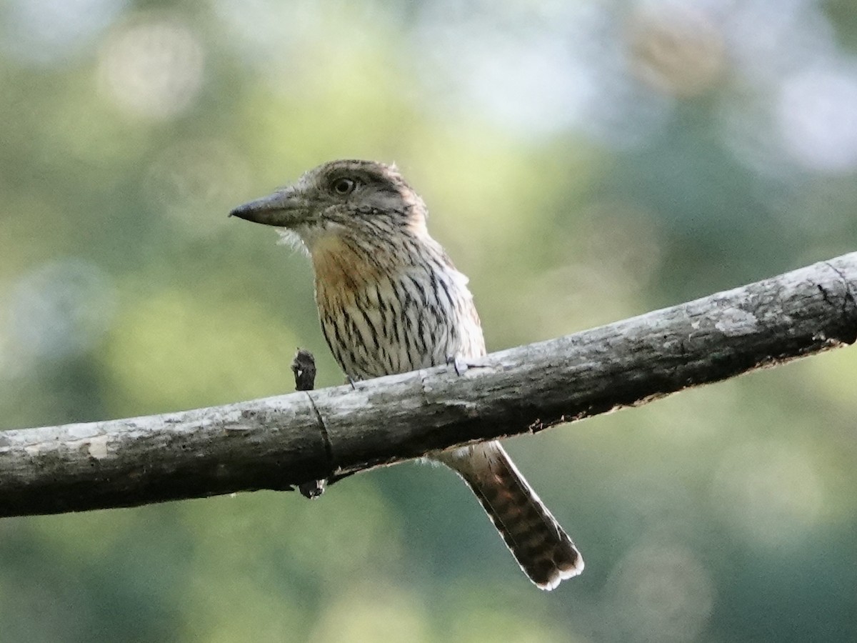 Western Striolated-Puffbird - ML646561809