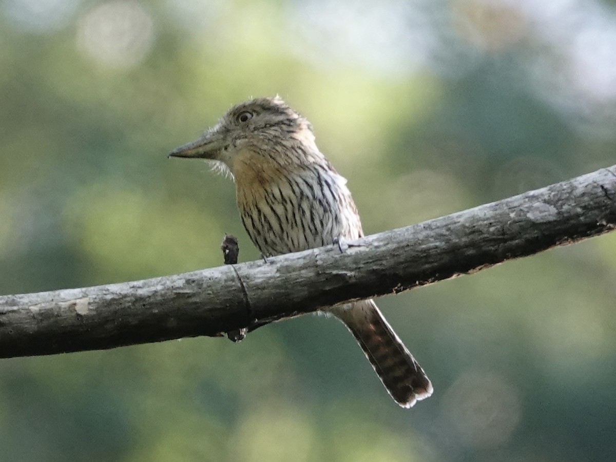 Western Striolated-Puffbird - ML646561810