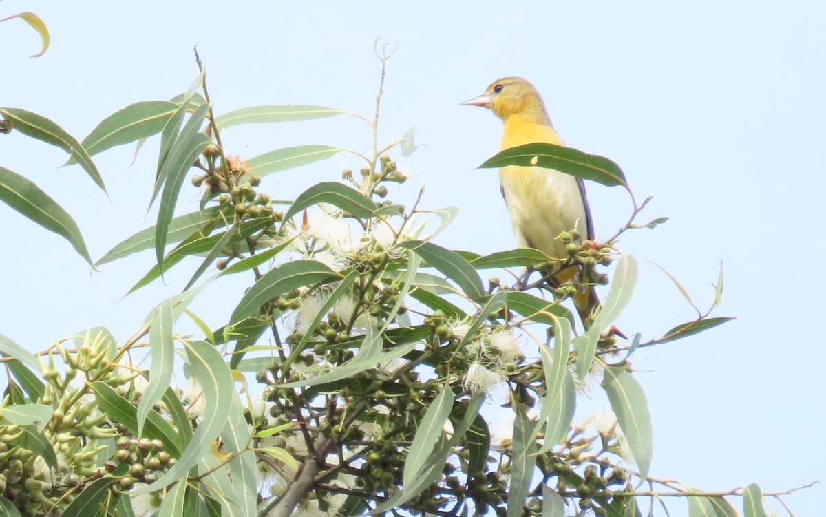 Baltimore Oriole - ML646561811