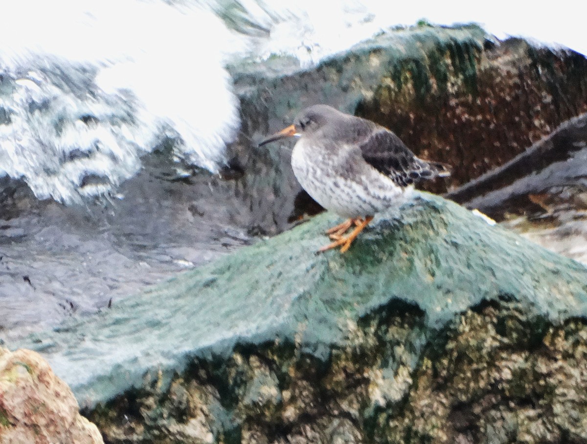 Purple Sandpiper - ML646561812
