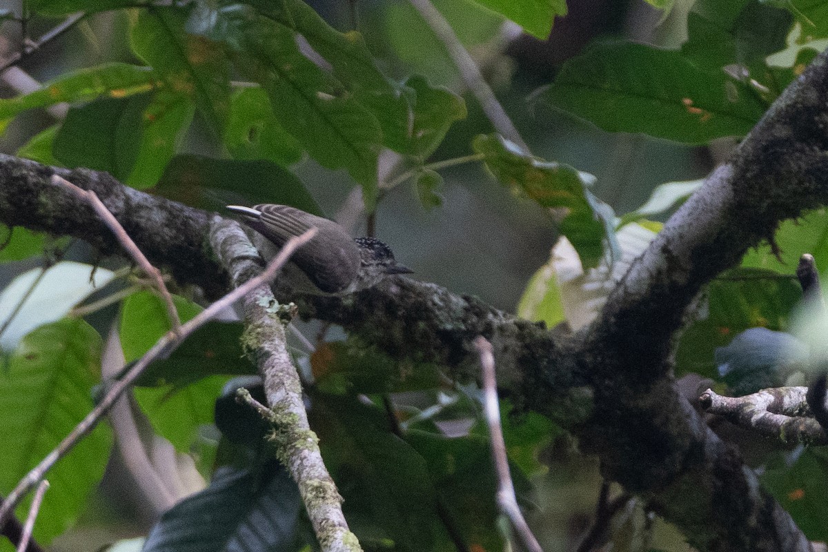 Grayish Piculet - ML646561813